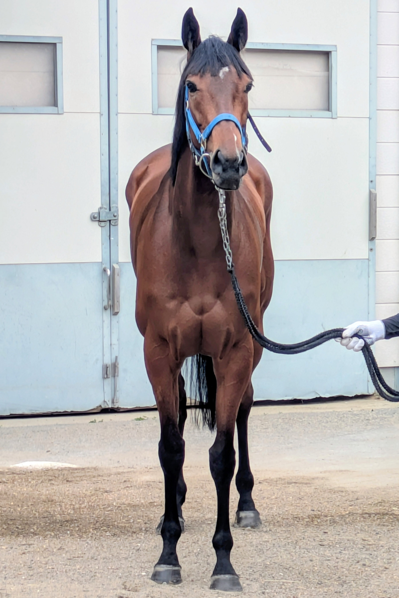 ノクターナル 牝5歳 ※中央競馬 登録抹消 | サラブレッドオークション