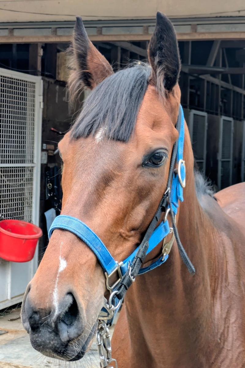 ノリタケ　競走馬跳馬 ノクターナル 牝5歳 ※中央競馬 登録抹消 | サラブレッドオークション