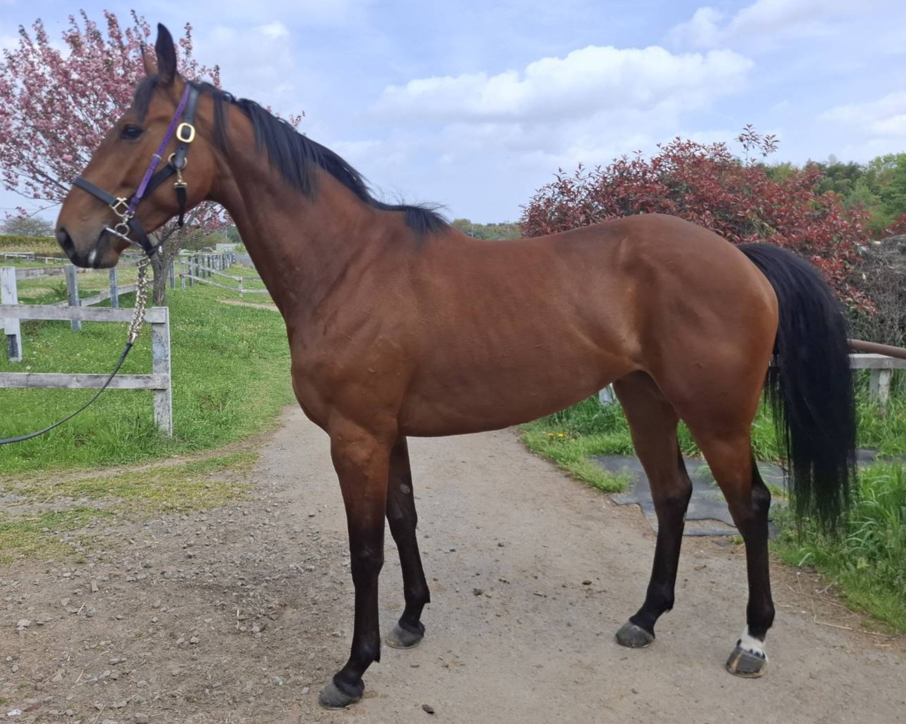 スパンキーウェーブ　　牝３歳　　※地方競馬　在籍_main1