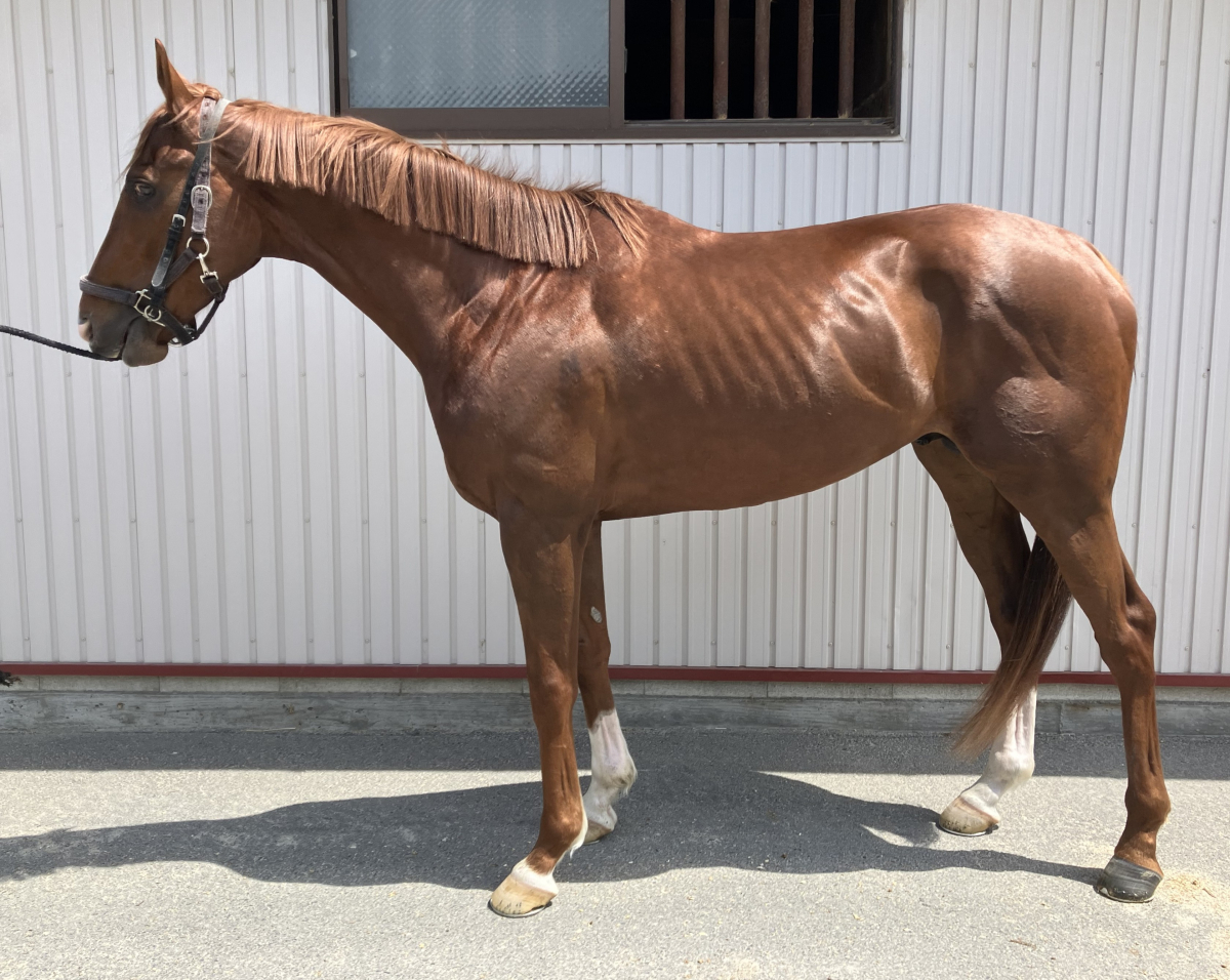 シンゼンマルノスケ 牡4歳 ※地方競馬 在籍 | サラブレッドオークション
