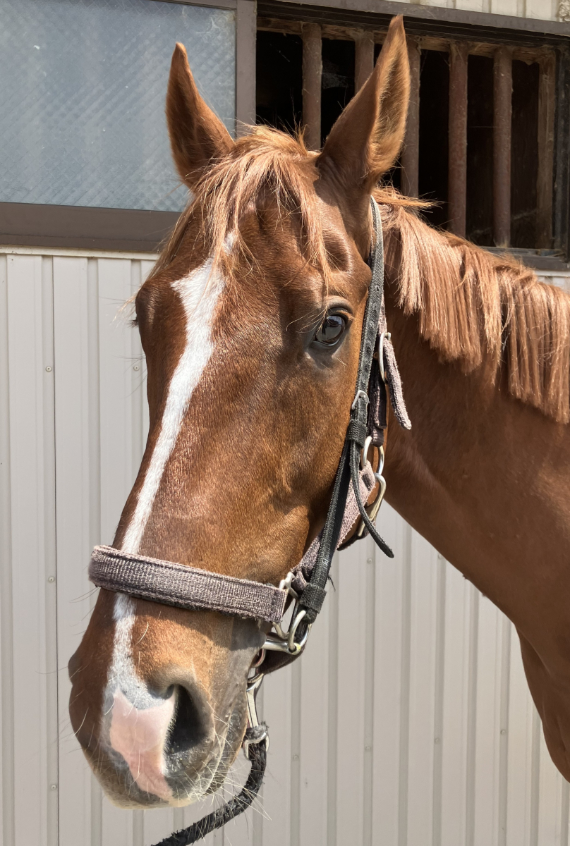 シンゼンマルノスケ 牡4歳 ※地方競馬 在籍 | サラブレッドオークション