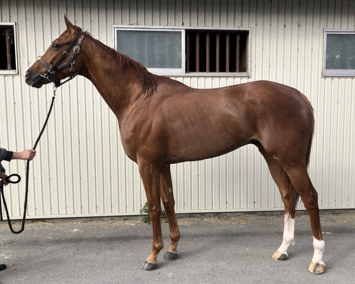 スカイレイ　　セン５歳　　※地方競馬　在籍_main1