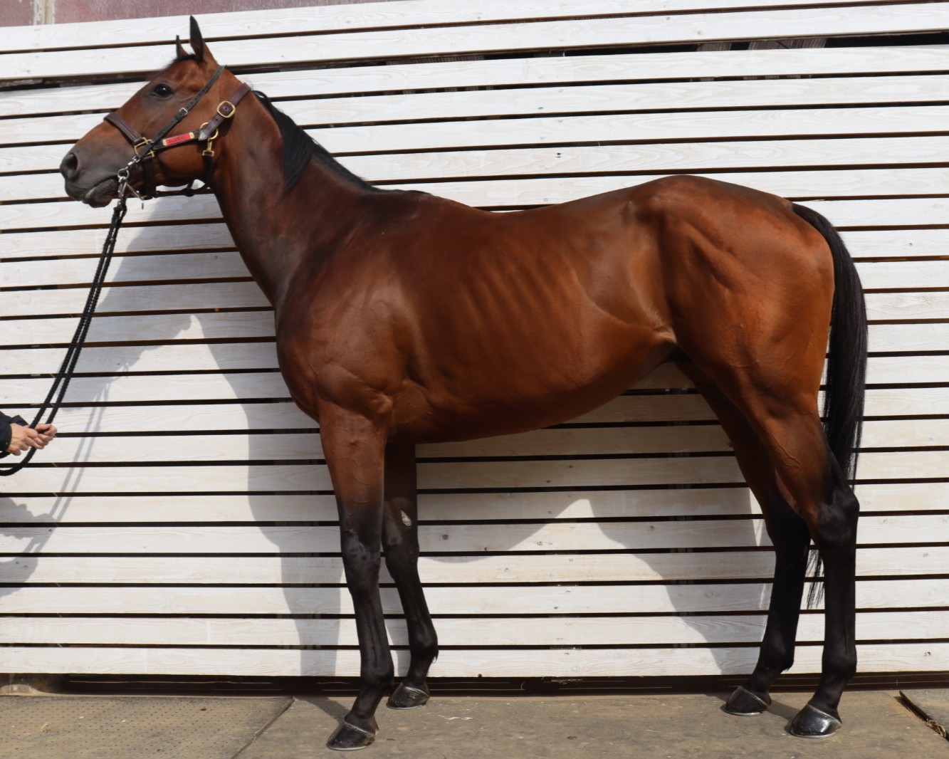 キッドストン　　牡５歳　　※地方競馬　在籍_main1