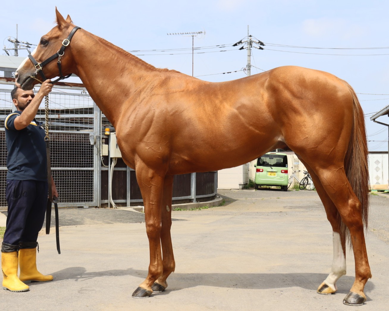 ヤプシ　　牡５歳　　※地方競馬　在籍_main1