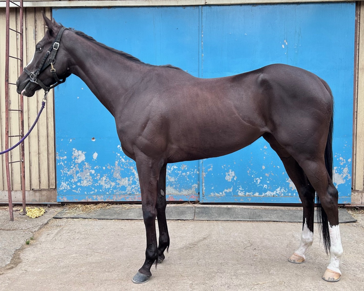 サーリアル　　牝４歳　　※地方競馬　在籍_main1