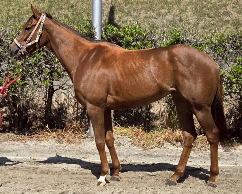 エイラク　　牝５歳　　※地方競馬　在籍_main1