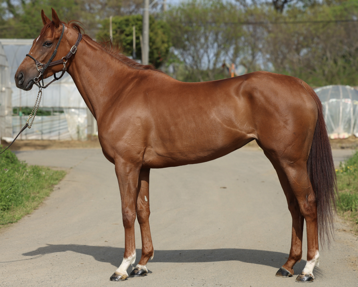 サンリコリス　　牝５歳　　※地方競馬　在籍_main1