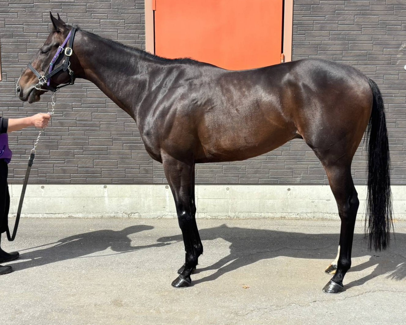 ニコラウス　　牡５歳　　※地方競馬　在籍_main1