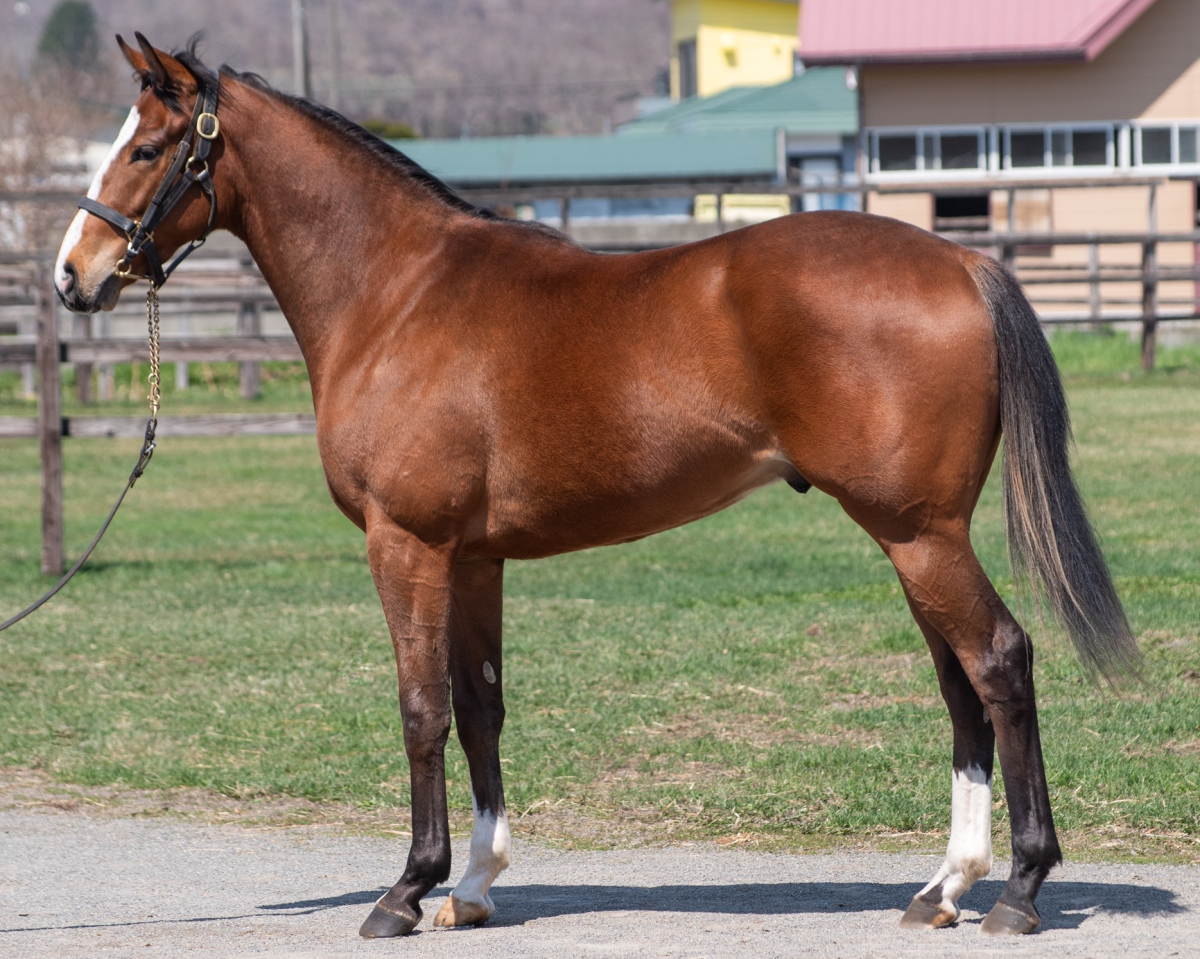 セントランサスの24　　セン２歳　　※育成馬　育成中の２歳馬_main1
