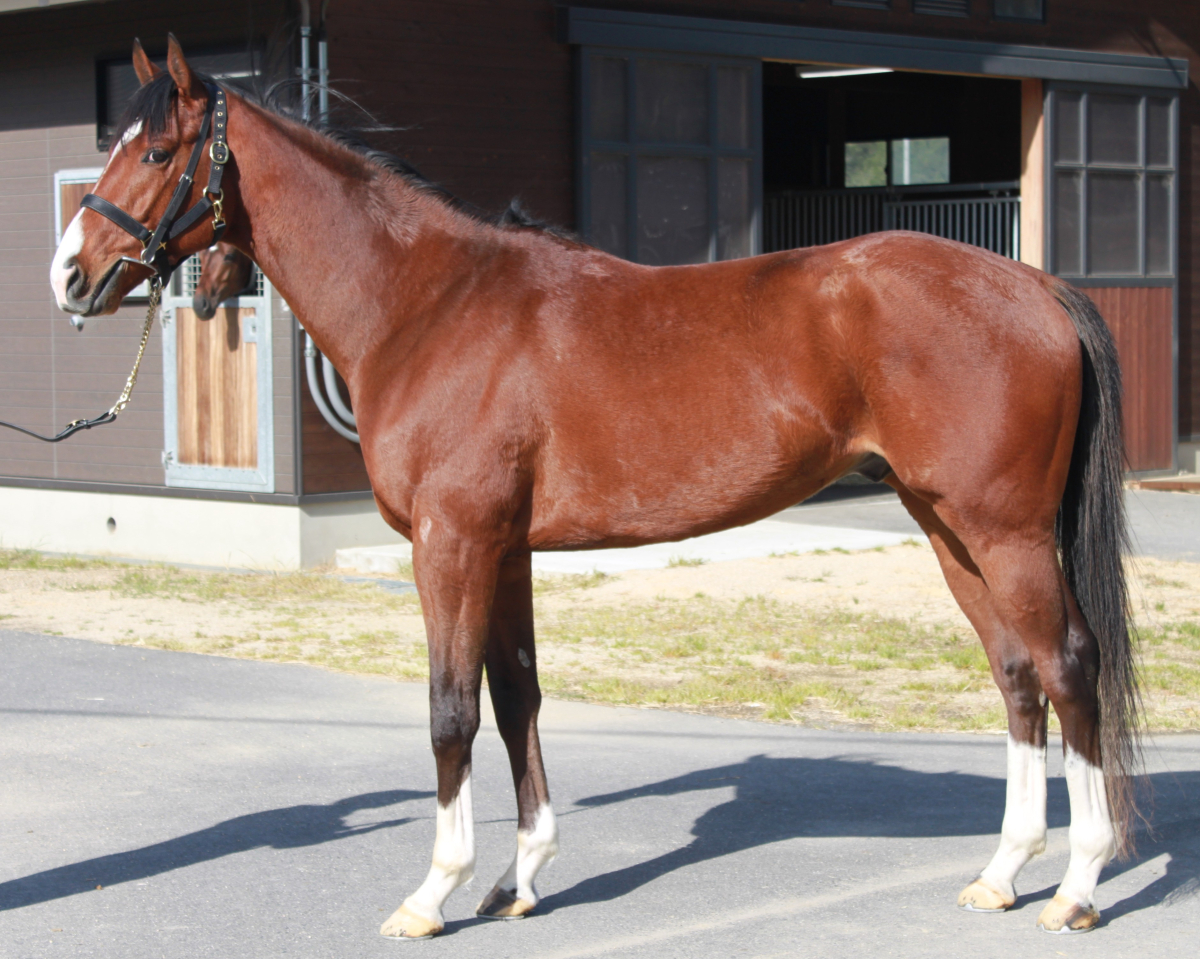 サクラナスカの23　　牡３歳　　※中央競馬　未登録の３歳馬_main1