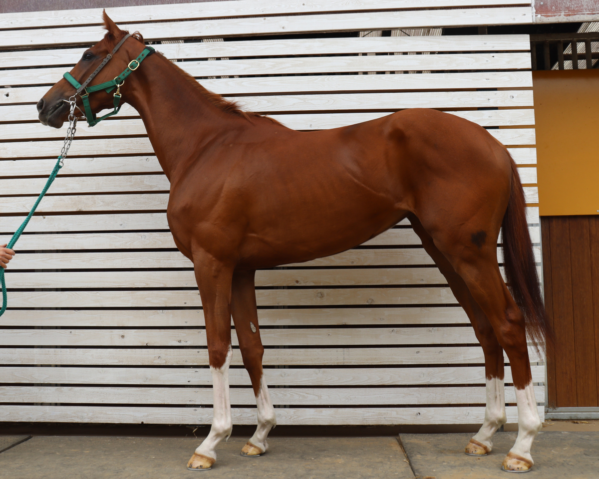 イッツオンリーラブ　　牝３歳　　※中央競馬　登録抹消_main1