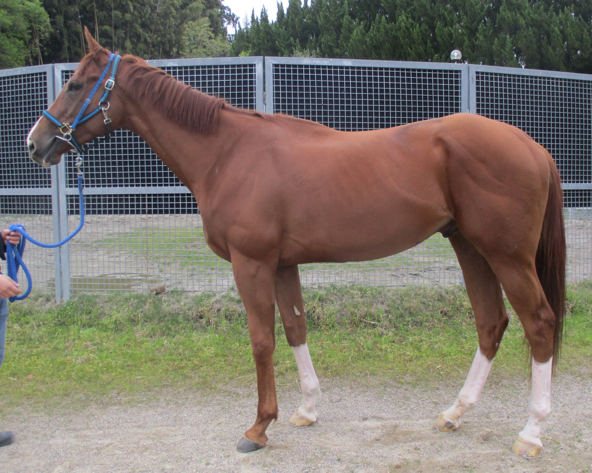 クモンリュウ　　牡３歳　　※中央競馬　登録抹消_main1