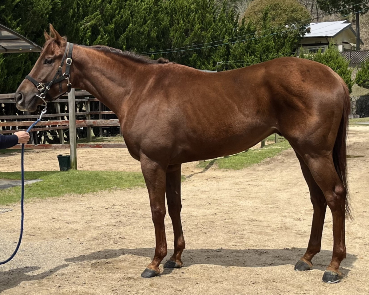 グランヘラクレス　　牡３歳　　※中央競馬　登録抹消_main1