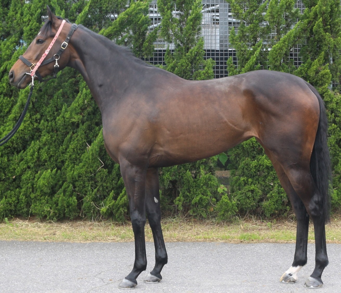 ショウサンカナヲ　　牝３歳　　※中央競馬　登録抹消_main1