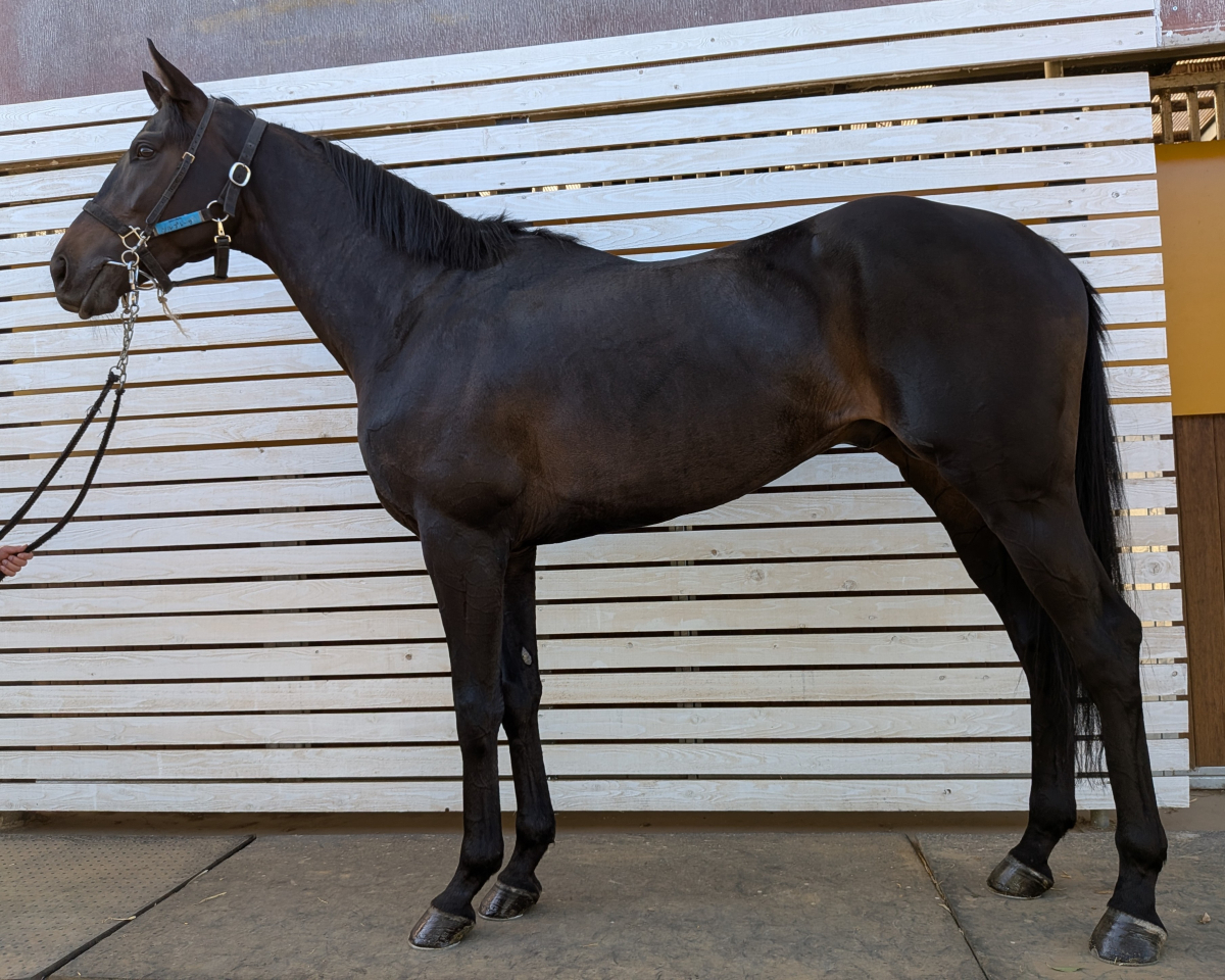 ソルプレーザ　　牡３歳　　※中央競馬　登録抹消_main1