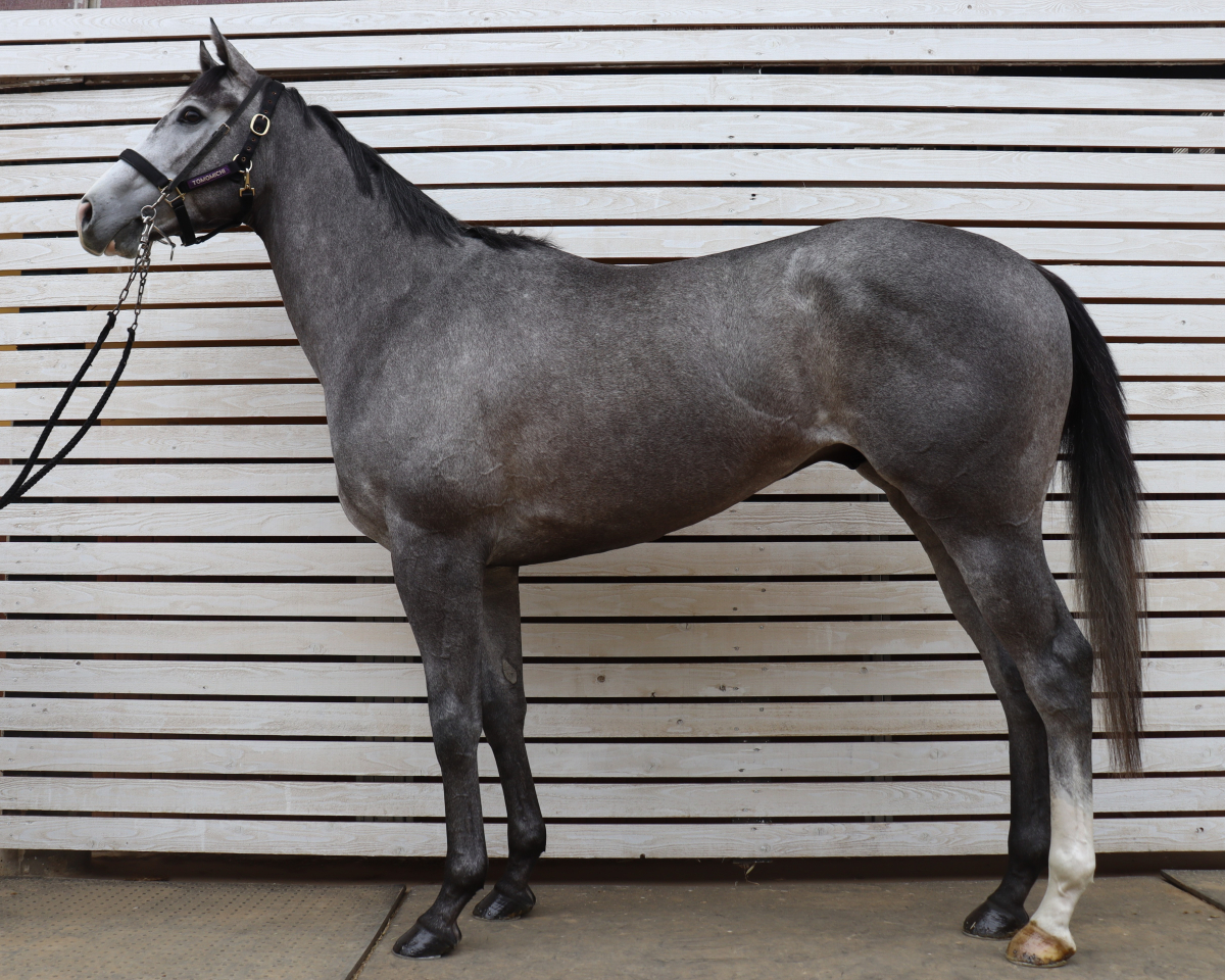 ダイビングキャッチ　　セン３歳　　※中央競馬　登録抹消_main1