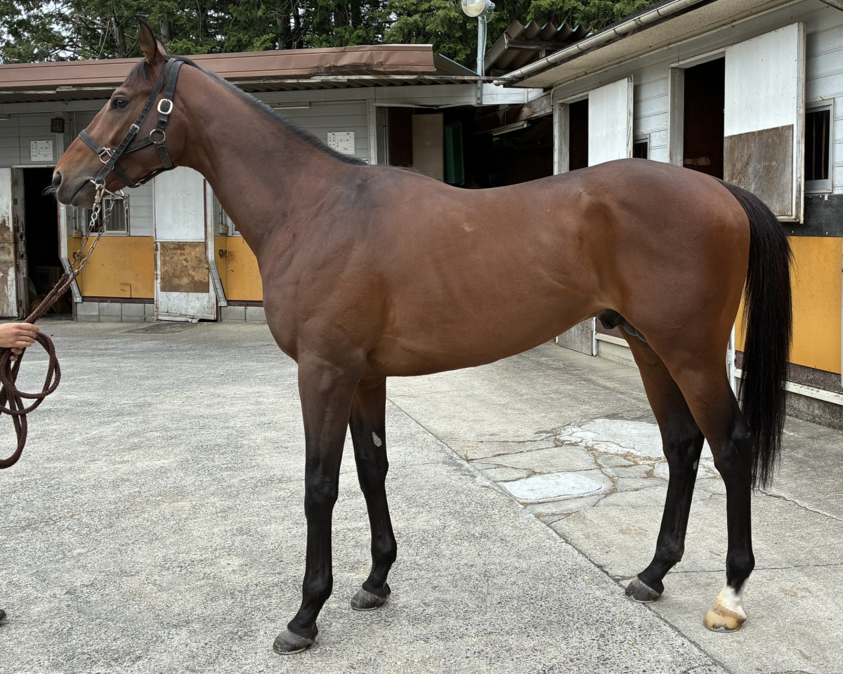 ツーエムアスリート　　牡３歳　　※中央競馬　登録抹消_main1