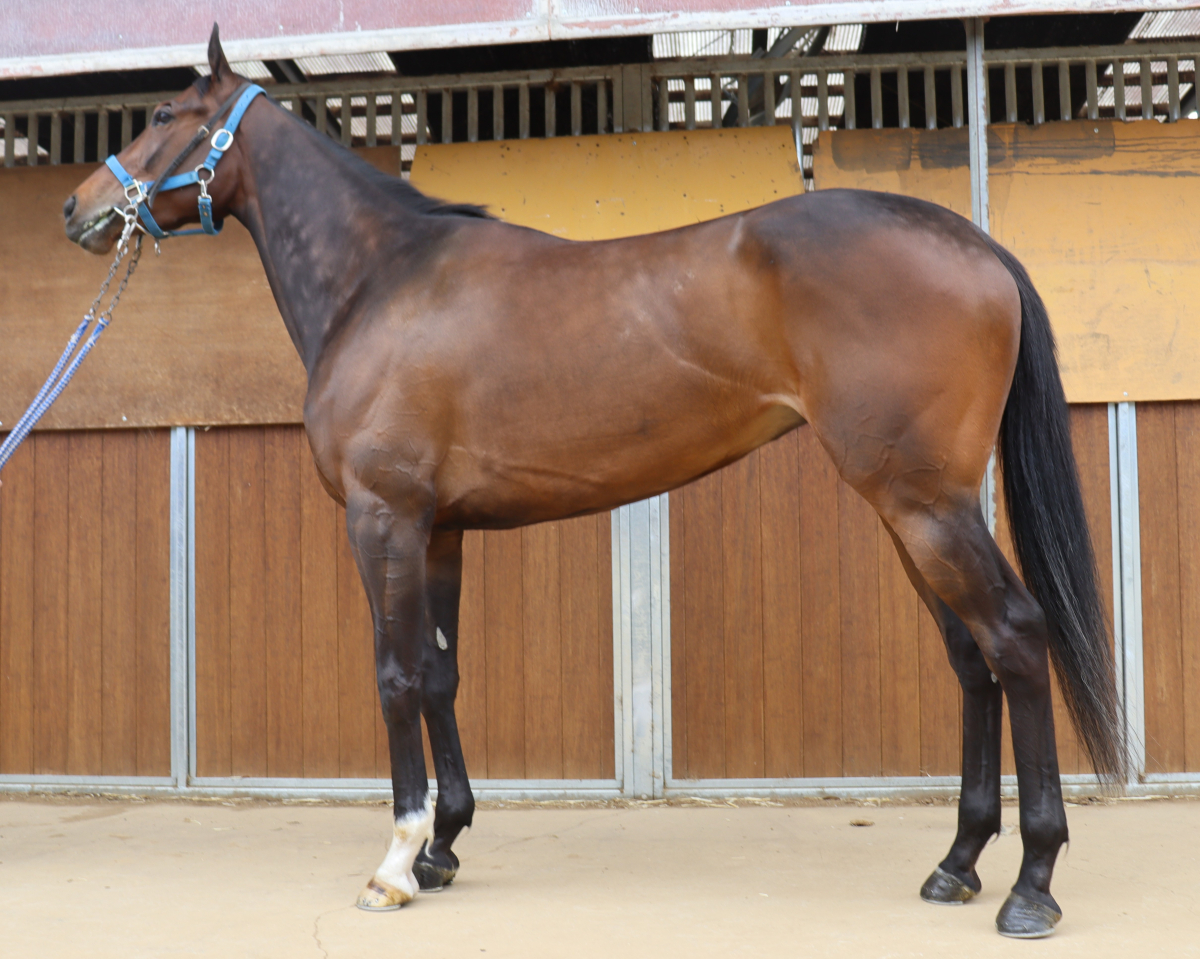 ナムラハンナ　　牝３歳　　※中央競馬　登録抹消_main1