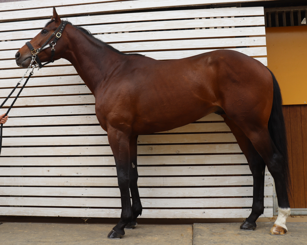 ビップブレット　　牡３歳　　※中央競馬　登録抹消_main1