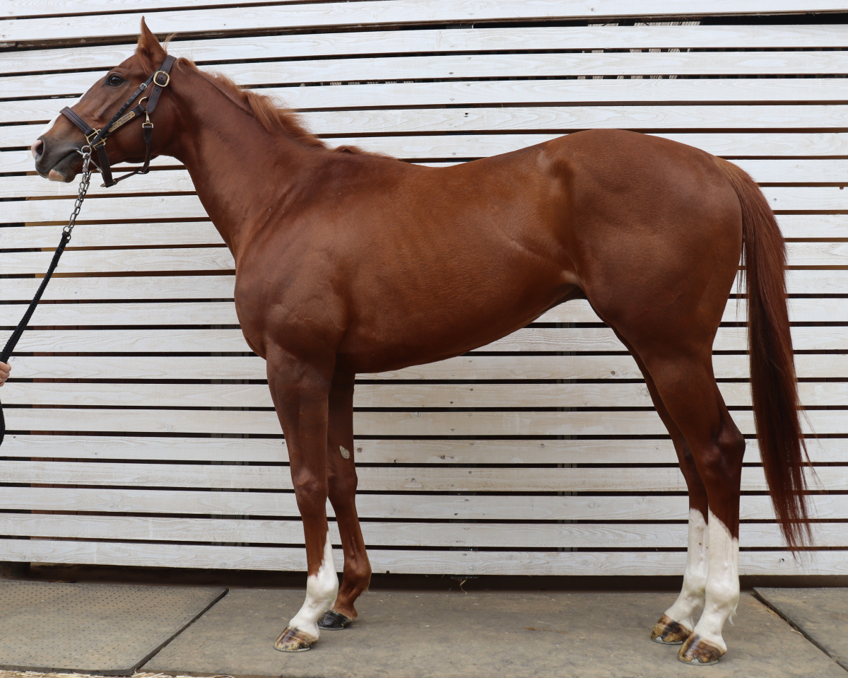 ホウオウアワード　　牡３歳　　※中央競馬　登録抹消_main1