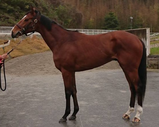 ノーブルガイザー　　牡３歳　　※中央競馬　登録抹消_main1