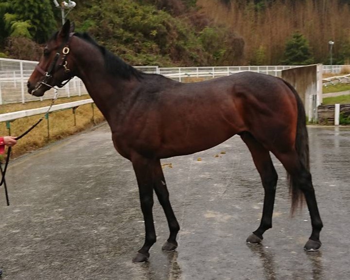 ウインクリンゲル　　牡３歳　　※中央競馬　登録抹消_main1