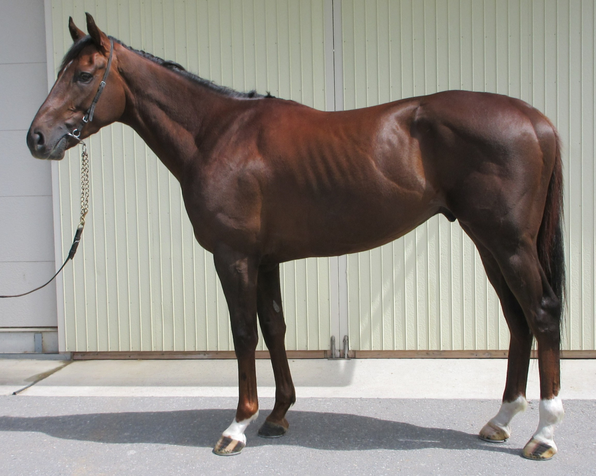 ティーエンティー　　牡３歳　　※中央競馬　登録抹消_main1