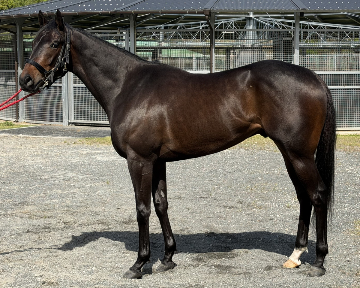 ペプチドエレノア　　セン３歳　　※中央競馬　登録抹消_main1