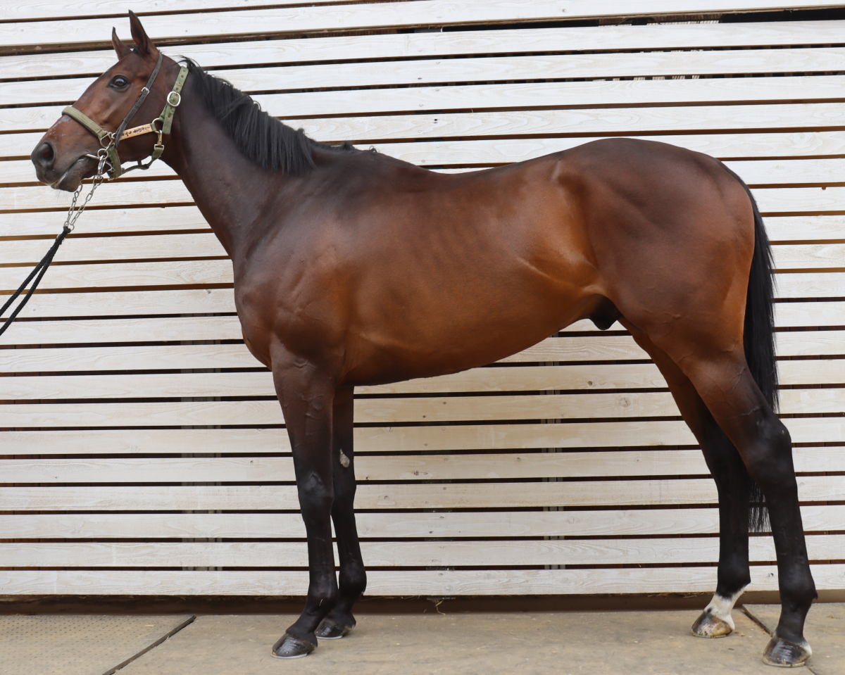 ミツカネリブラ　　牡４歳　　※中央競馬　登録抹消_main1