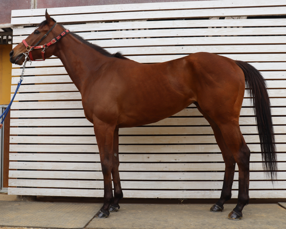 ナムラペルル　　牝４歳　　※中央競馬　登録抹消_main1