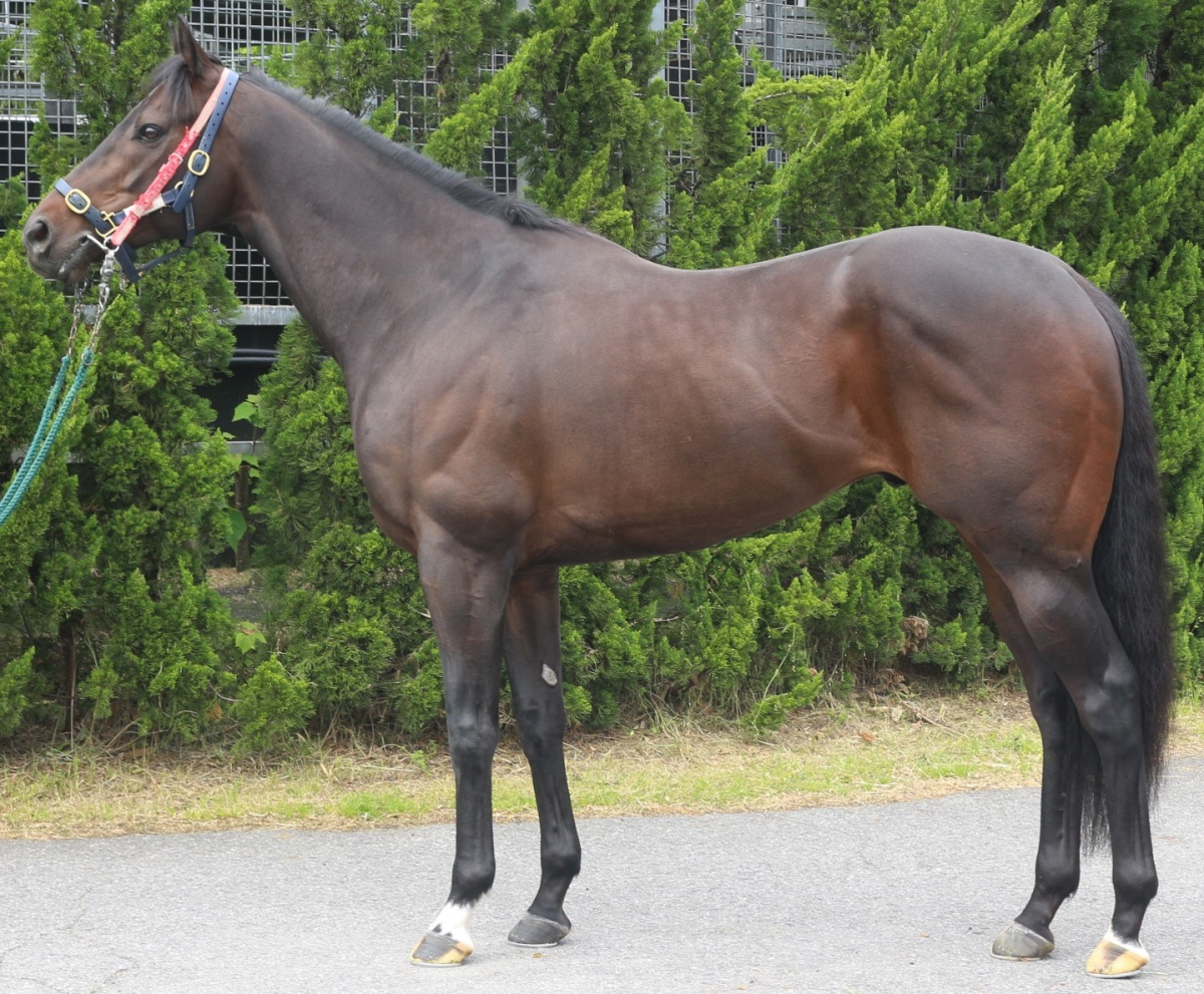 ローガンパス　　セン５歳　　※中央競馬　登録抹消_main1