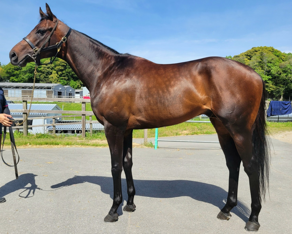 ゼンカイパイロ　　牡５歳　　※中央競馬　登録抹消_main1
