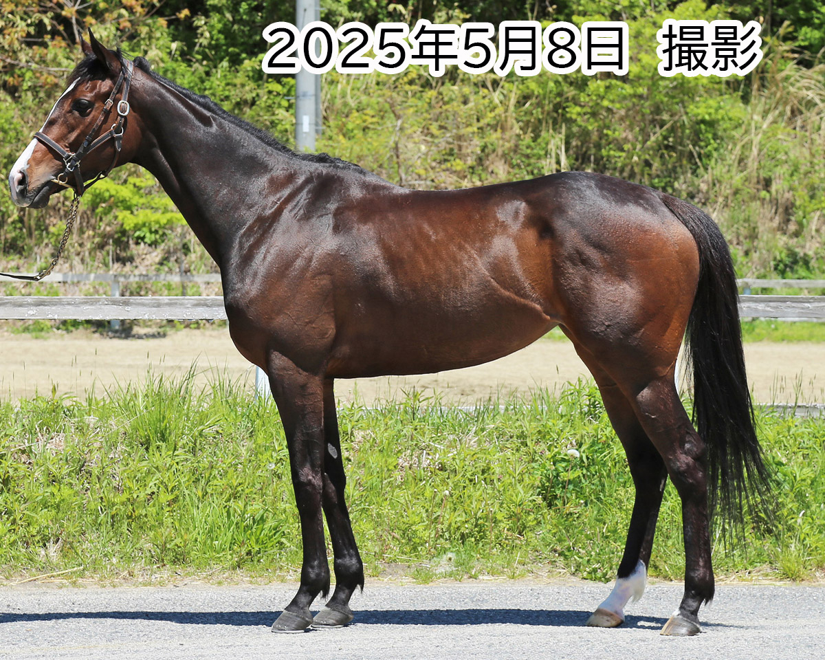 ポリトナリティー　　牝５歳　　※中央競馬　登録抹消_main1