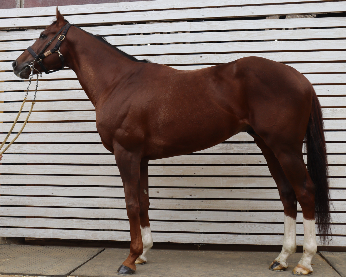 リゼレインボー　　牡７歳　　※中央競馬　登録抹消_main1