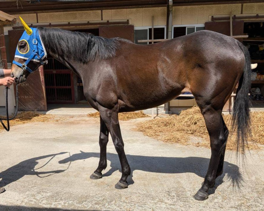 ラブリー　　牝３歳　　※地方競馬　在籍　未出走の３歳馬_main1