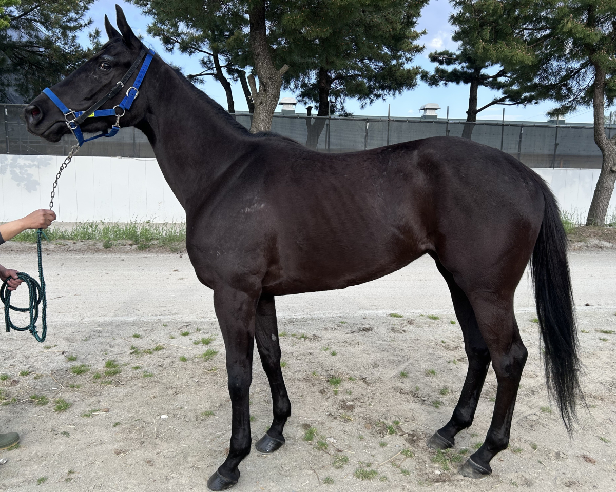 イネスティマブル　　牝３歳　　※地方競馬　在籍_main1