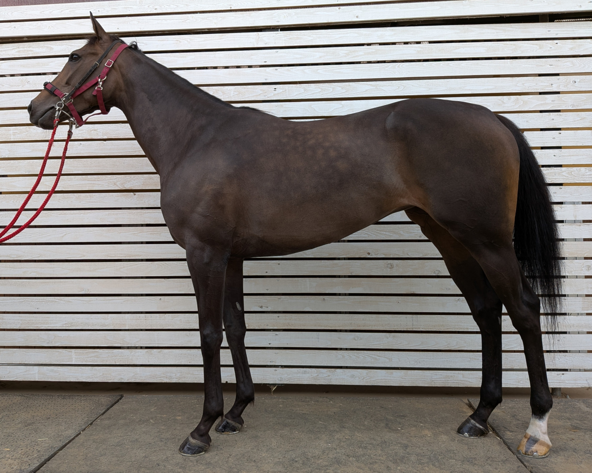 ラシャスバラード　　牝４歳　　※地方競馬　在籍_main1