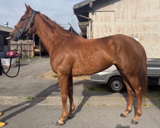 ヴァンガルダ　　牝４歳　　※地方競馬　在籍_main1