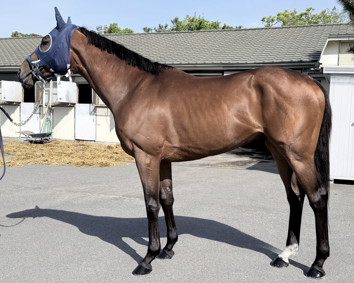 カラーオブジアース　　牡５歳　　※地方競馬　在籍_main1