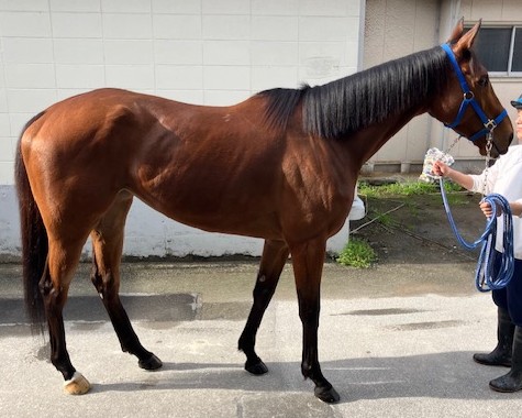 クラシカルタイプ　　牝６歳　　※地方競馬　在籍_main1