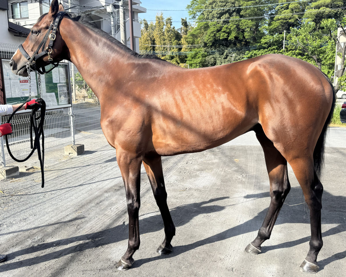 ジャスタースパーク　　牡６歳　　※地方競馬　在籍_main1