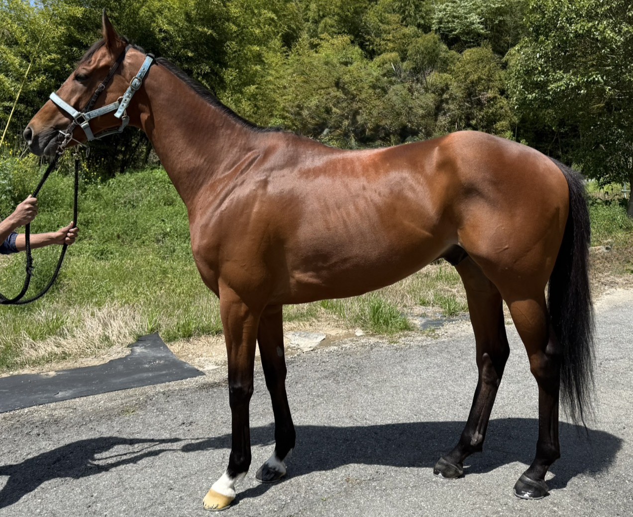 サムタイムアゴー　　セン６歳　　※地方競馬　在籍_main1