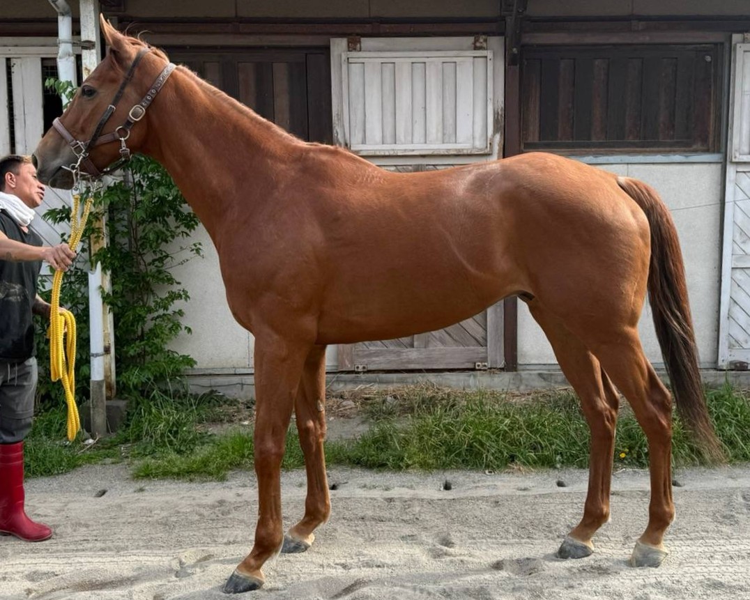 ヨドノホマレ　　セン７歳　　※地方競馬　在籍_main1