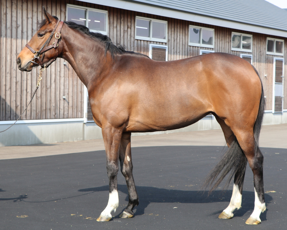 フィザルモニカ　　牝４歳　　※繁殖牝馬（空胎）_main1