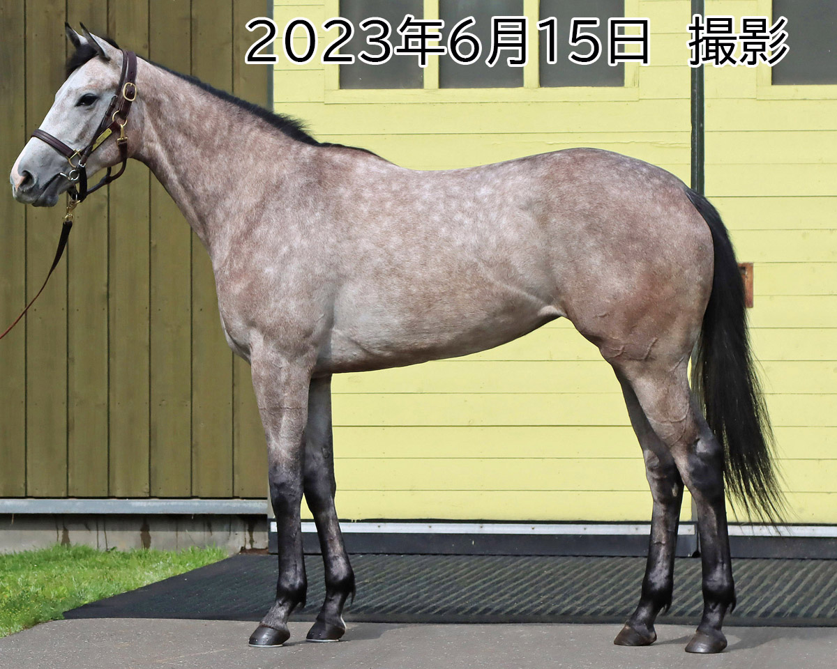 セージグリーン　　牝５歳　　※繁殖牝馬（空胎）_main1