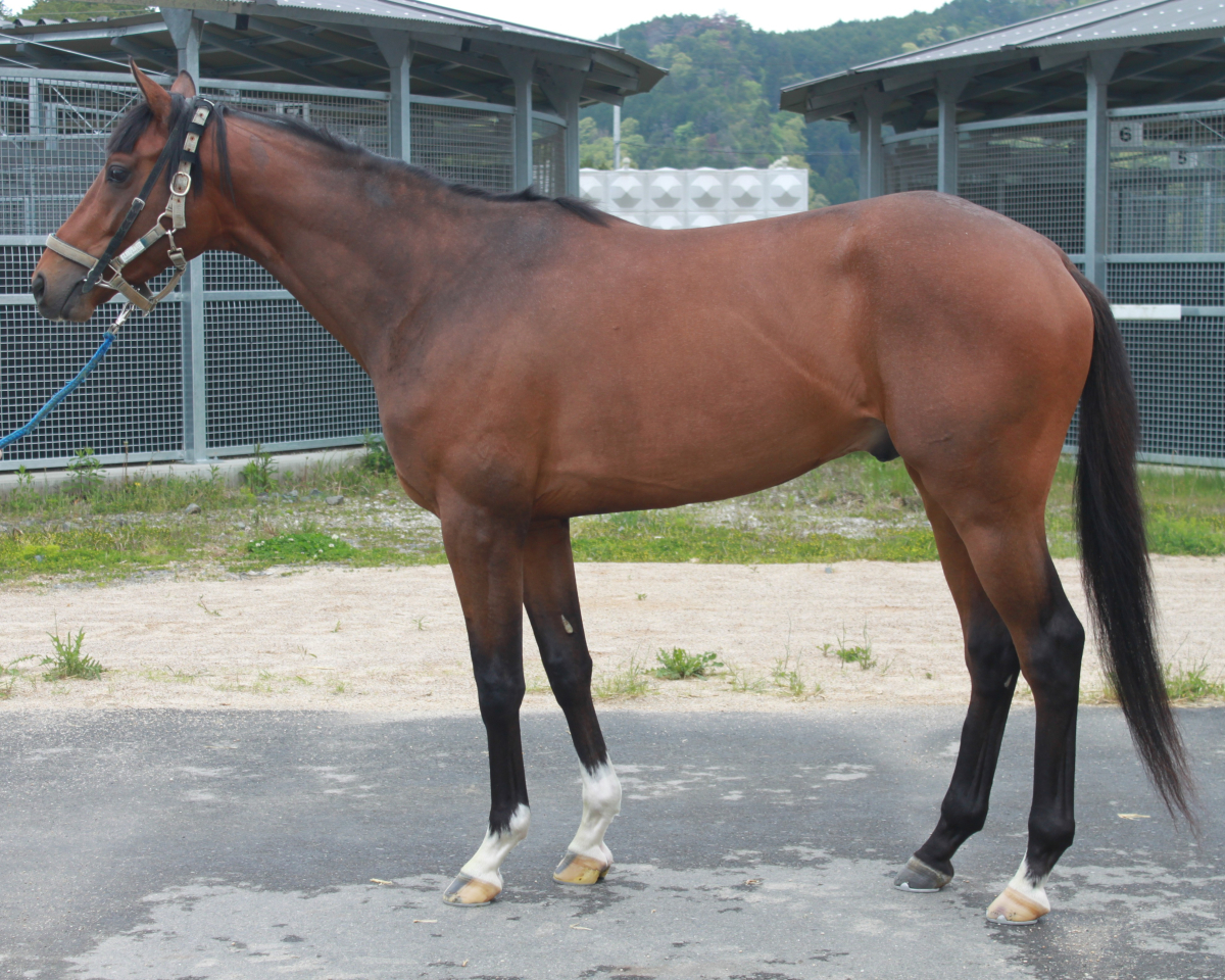 タガノフレイアの23　　牡３歳　　※育成馬　育成中の３歳馬_main1