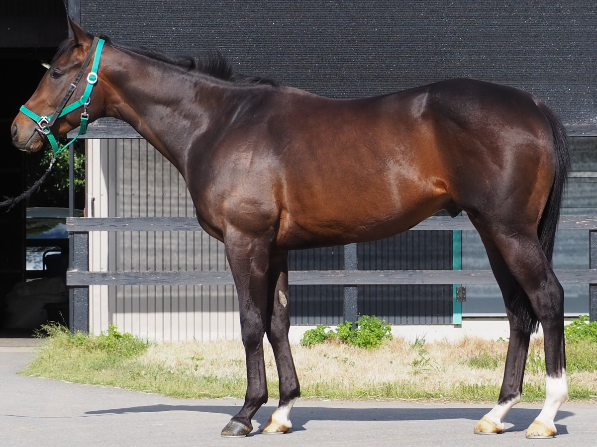 グランドタルマエ　　牡３歳　　※中央競馬　登録抹消_main1