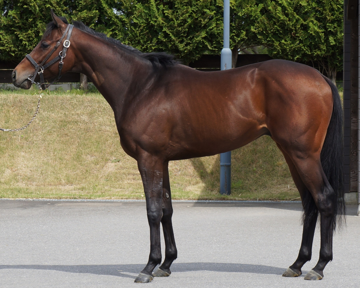 バディーズライズ　　牡３歳　　※中央競馬　登録抹消_main1