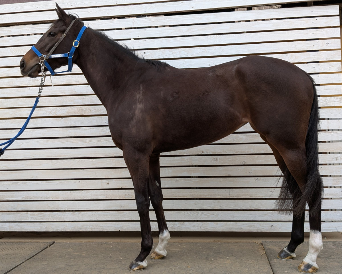 ベルアーブル　　牝４歳　　※中央競馬　登録抹消_main1