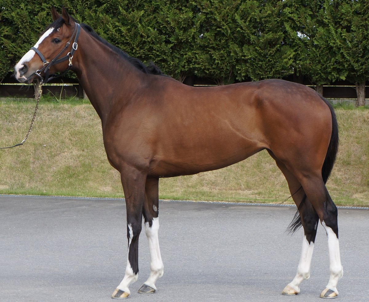 ファイントパーズ　　牝５歳　　※中央競馬　登録抹消_main1